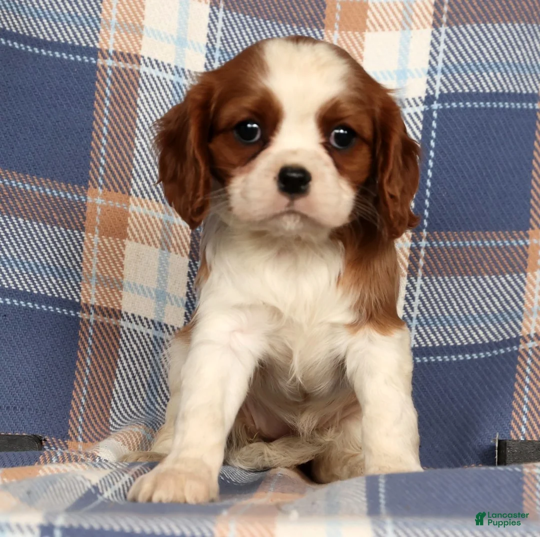 Cavalier King Charles Spaniel dogs for sale: Cori - Ad 2