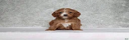 Cavapoo dogs for sale: Luna - Ad 1