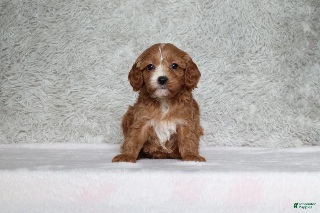 Cavapoo dogs for sale: Luna - Ad 1