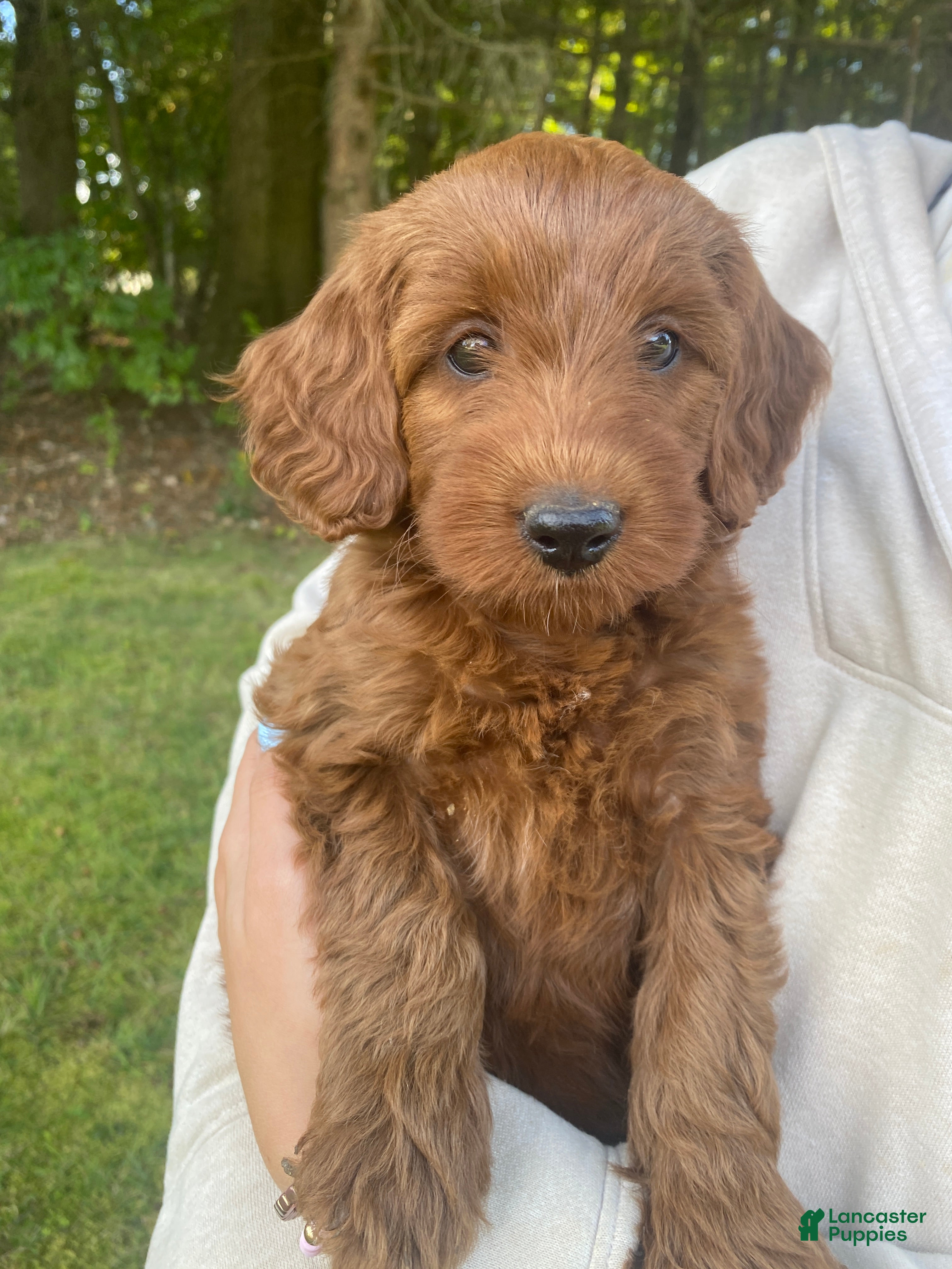 Miniature Labradoodle dogs Nola-mini red F1b - Ad 1