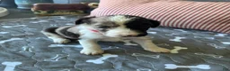 Aussiedoodle dogs for sale: Coral - RMF - Ad 2