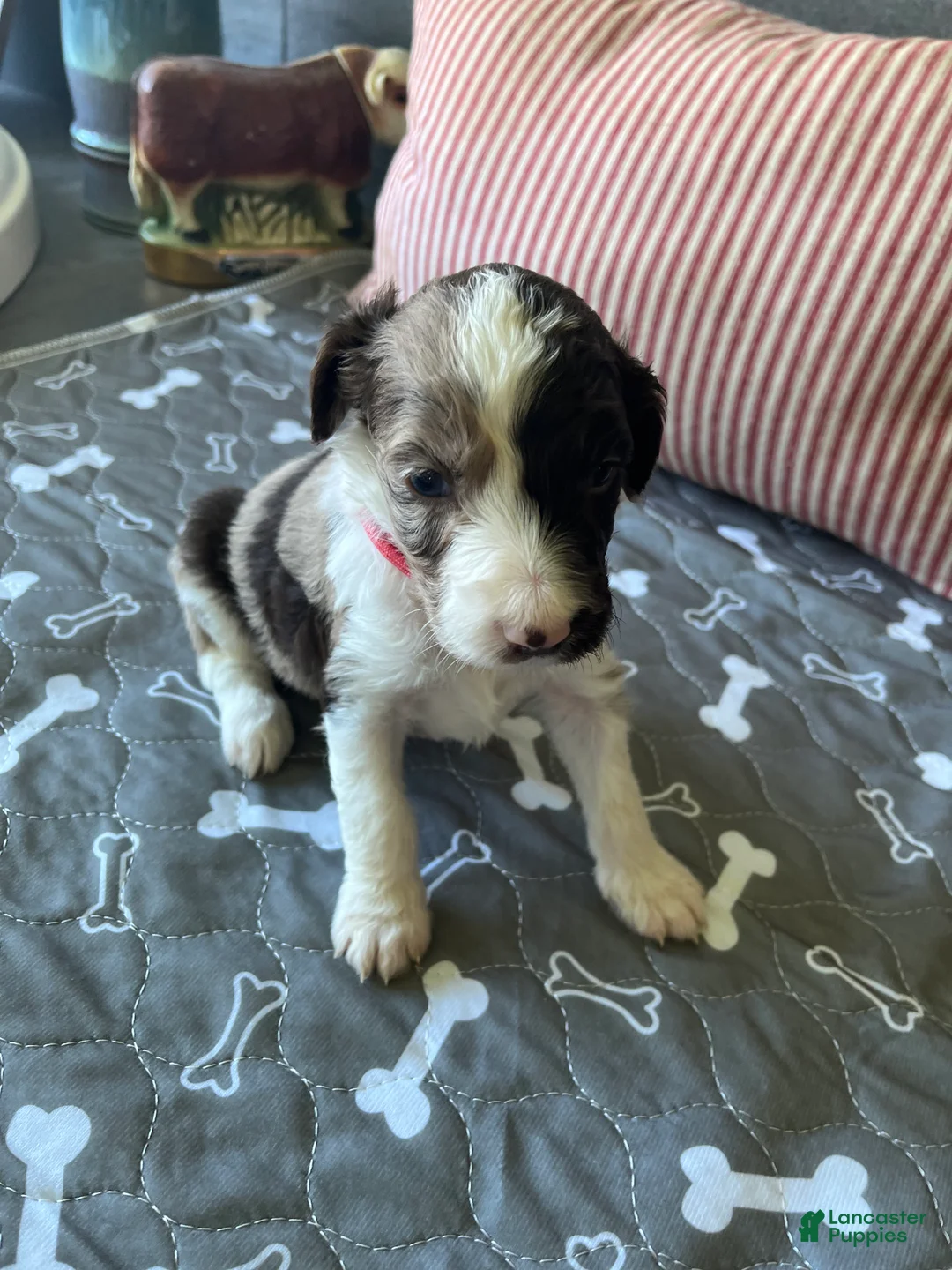 Aussiedoodle dogs for sale: Coral - RMF - Ad 2