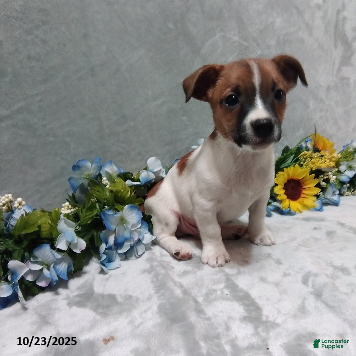 Jack Russell Terrier dogs Charlie - Ad 33