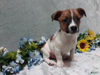 Jack Russell Terrier dogs Charlie - Ad 29