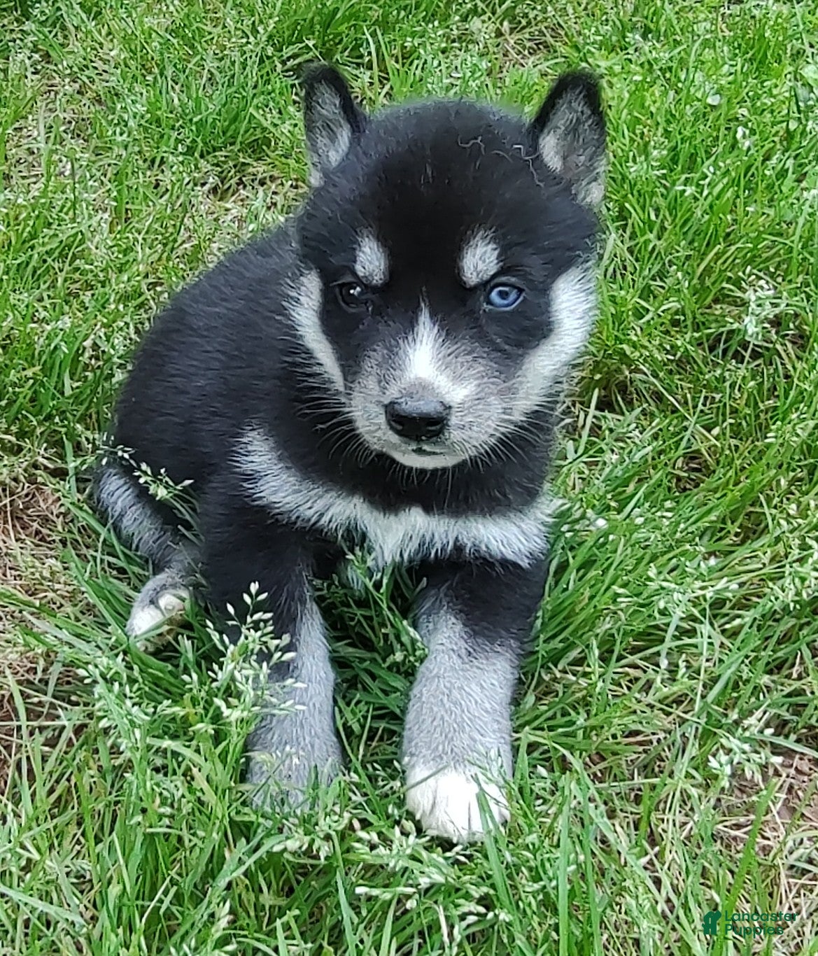 Siberian Husky dogs Sonya's female 1 - Ad 17