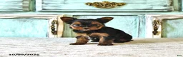Yorkshire Terrier dogs for sale: Stella - Ad 4