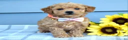 Bichpoo dogs for sale: Sunny - Ad 6