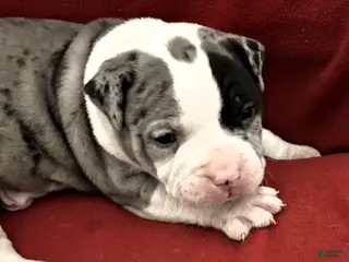 American Bully dogs "IDRIS ELBA" - Ad 36