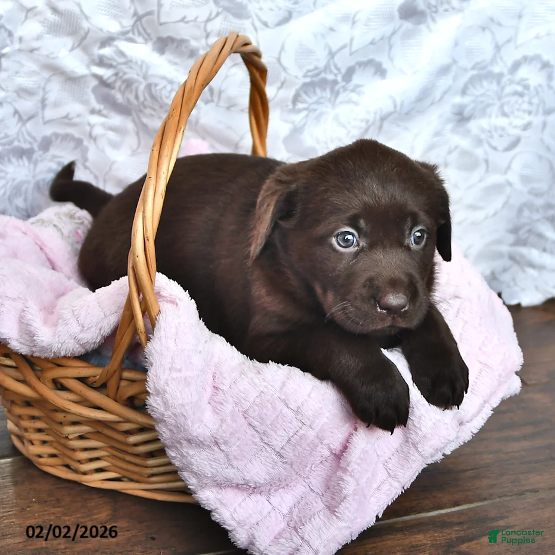 Labrador Retriever dogs for sale: Lilac - Ad 3