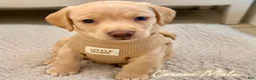 Miniature Dachshund dogs for sale: Miniature Dachshund 1 - Ad 1
