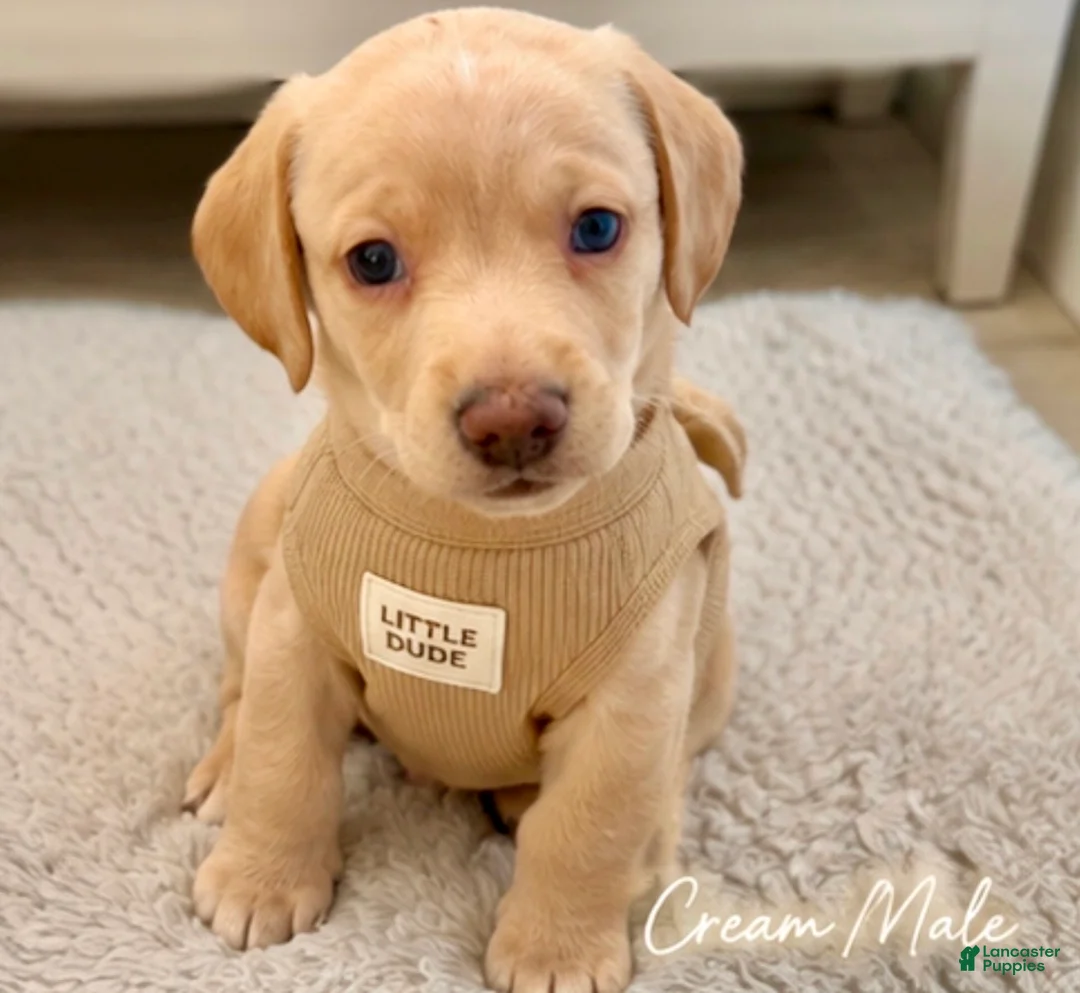 Miniature Dachshund dogs for sale: Miniature Dachshund 1 - Ad 1