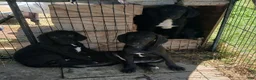 Mixed Breed dogs for sale: $100 puppies - Ad 5