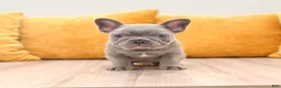 French Bulldog dogs for sale: Asher - Ad 1