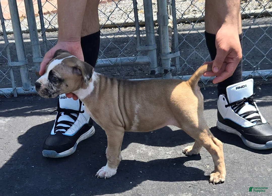 Mixed Breed dogs for sale: Hawks Sunny - Ad 1