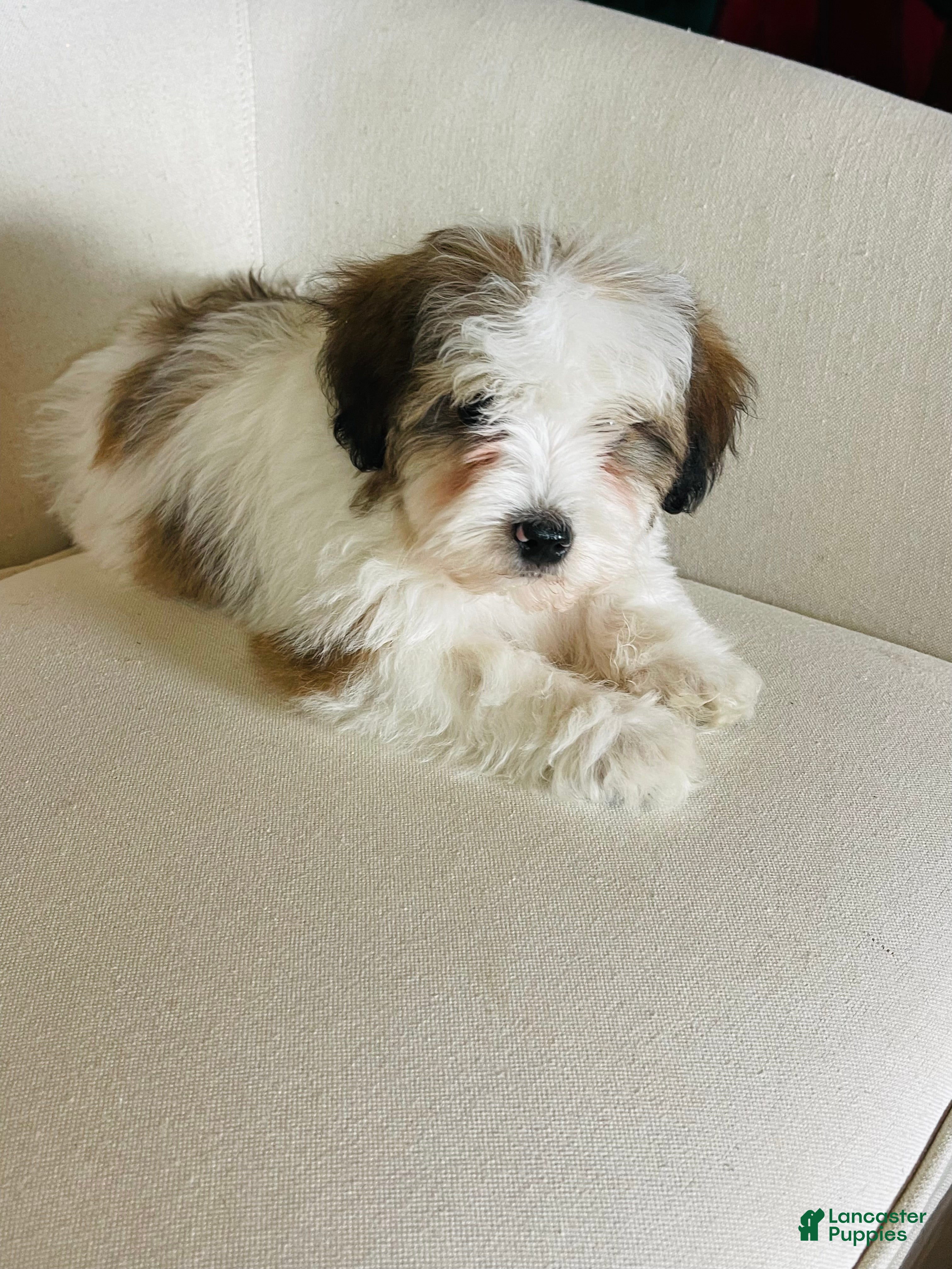 Mixed Breed dogs “ Bentley “ Mini bernedoodle male - Ad 4