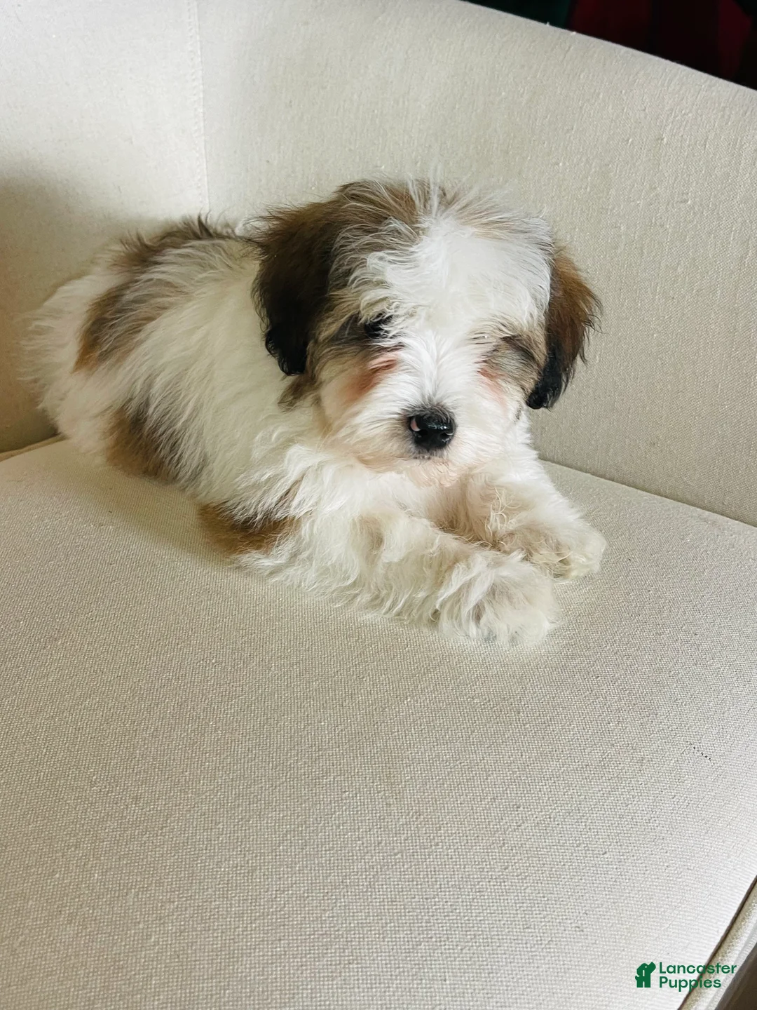 Mixed Breed dogs for sale: “ Bentley “ SPRING BREAK SALE - Ad 1