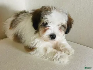 Mixed Breed dogs “ Bentley “ Mini bernedoodle male - Ad 4