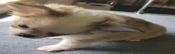 Chihuahua dogs for sale: Chihuahua 1 - Ad 8