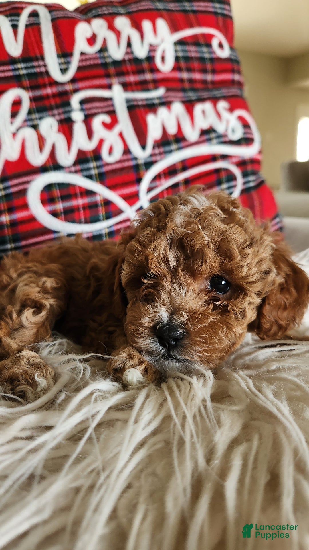 Cavapoo dogs for sale: Maggie - Ad 4