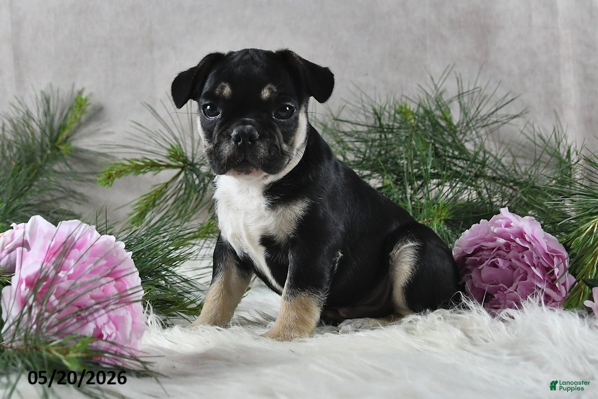 French Bulldog dogs Ike - Ad 1
