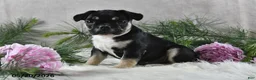French Bulldog dogs for sale: Ike - Ad 9
