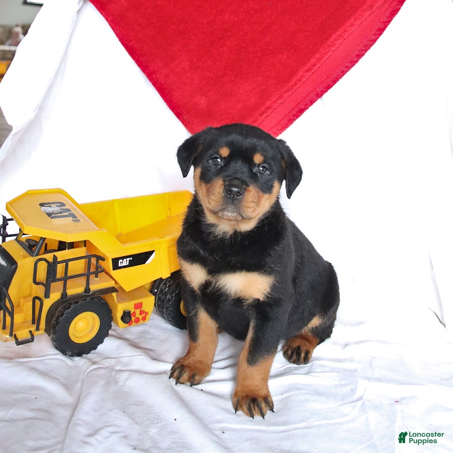 Rottweiler dogs Ace - Ad 1