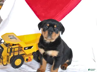 Rottweiler dogs for sale: Ace - Ad 1