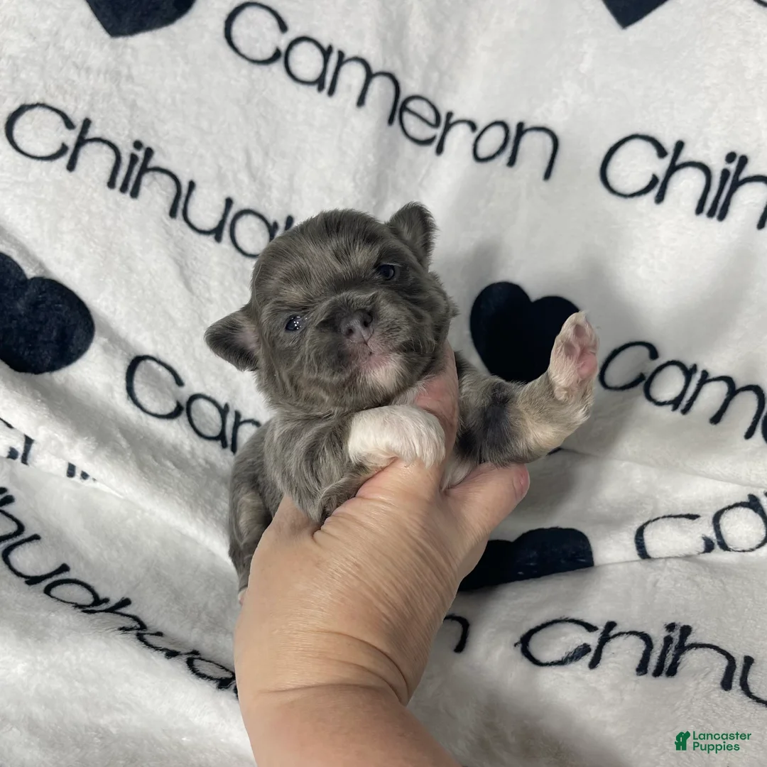 Chihuahua dogs for sale: Fern Blue Long Coat - Ad 3