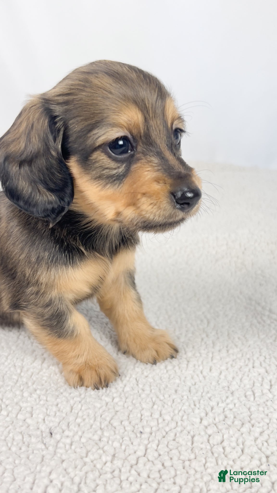 Miniature Dachshund dogs Whip cream - Ad 7
