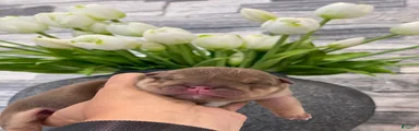 Balsamic
