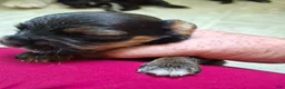 Mixed Breed dogs for sale: Mixed Breed 4 - Ad 2