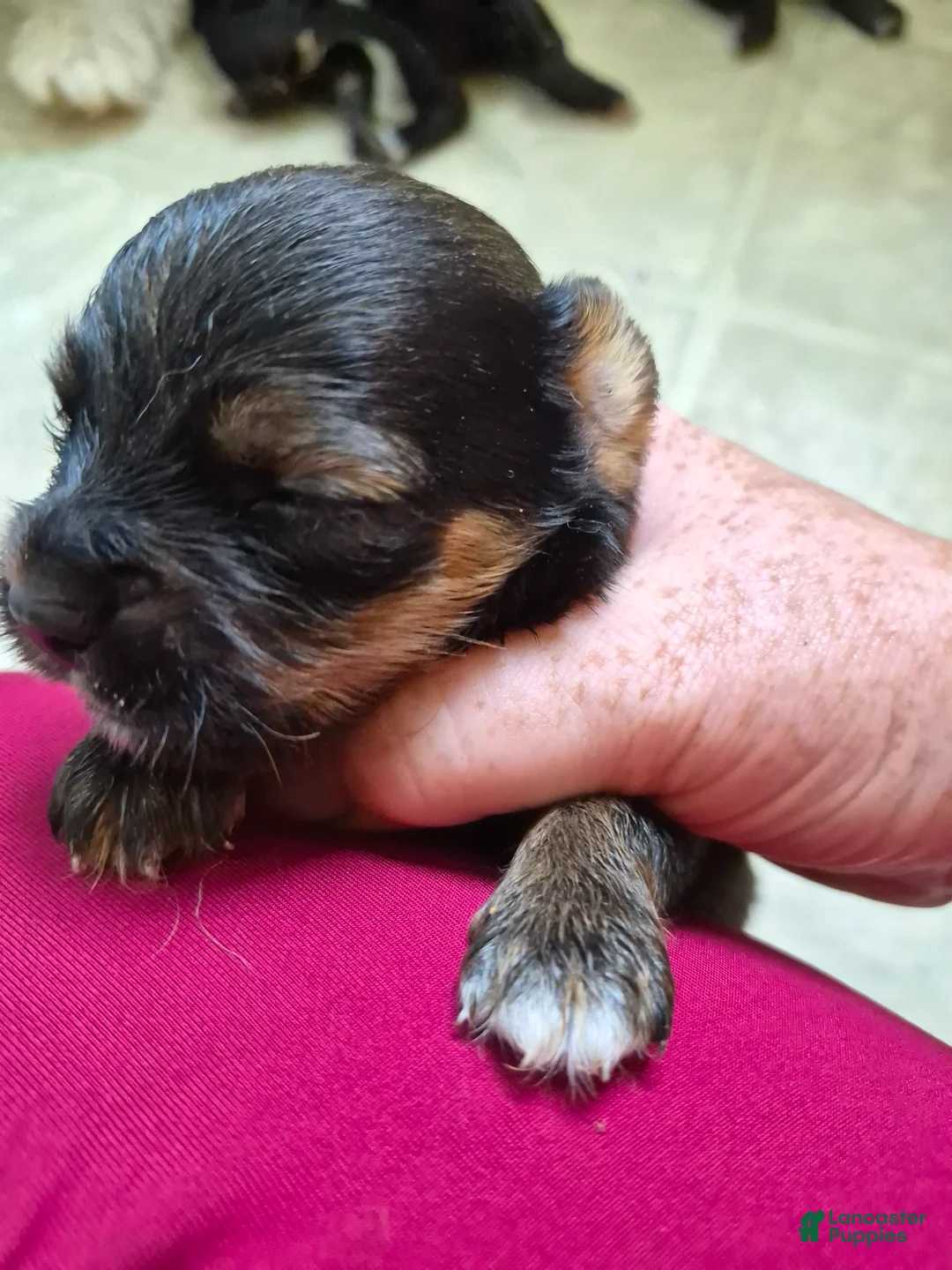 Mixed Breed dogs for sale: Mixed Breed 4 - Ad 2