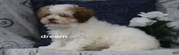 Shihpoo dogs for sale: Clay - Ad 4