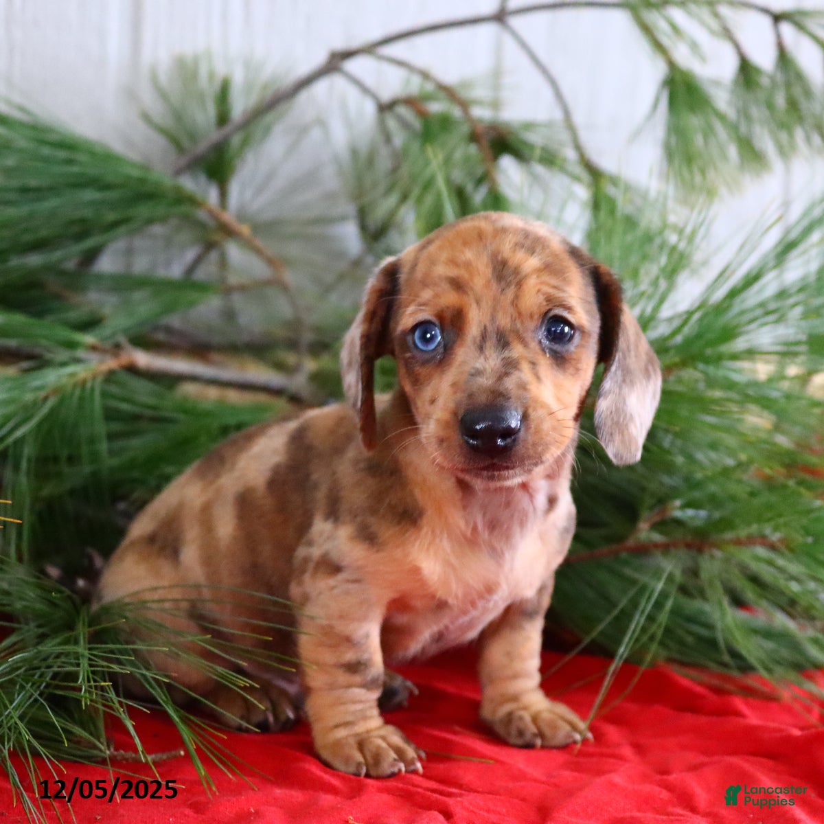 Miniature Dachshund dogs Scott - Ad 17