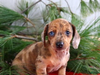 Miniature Dachshund dogs Scott - Ad 4