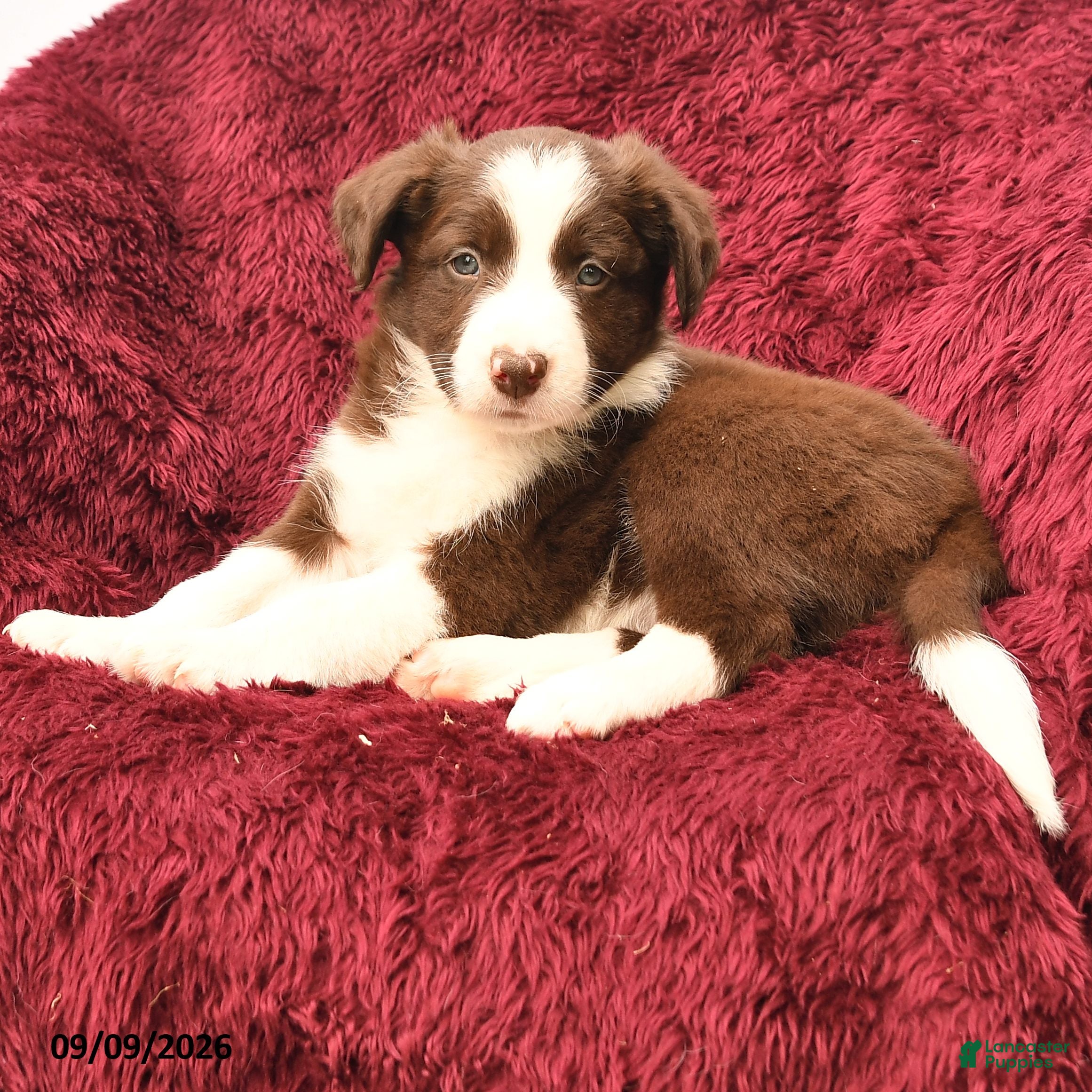 Border Collie dogs Neal - Ad 2