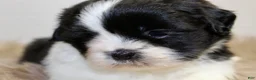 Shih Tzu dogs for sale: Panda - Ad 4