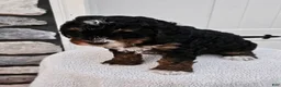 Mini Bernedoodle dogs for sale: Connie - Ad 4