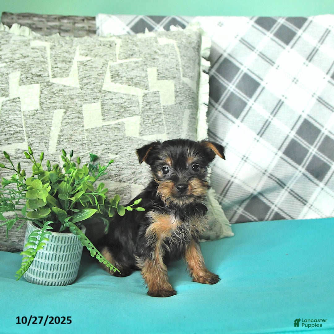 Yorkshire Terrier dogs for sale: Kaci - Ad 2