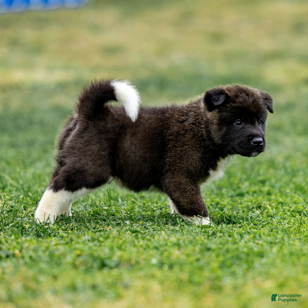 Akita dogs for sale: Tank - Ad 7