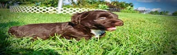 Havapoo dogs for sale: Hershey - Ad 22