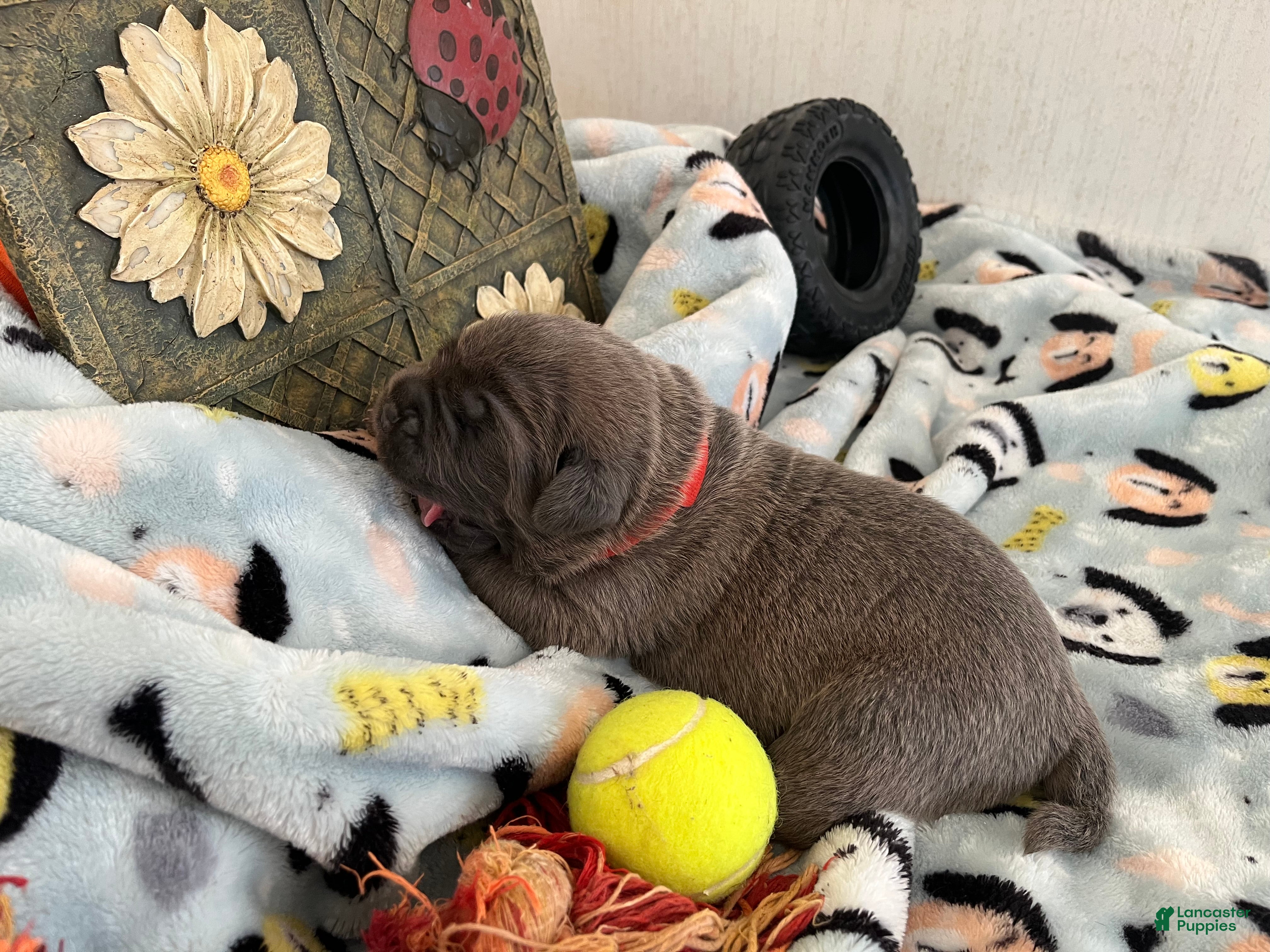 Cane Corso dogs for sale: Orange collar - Ad 16