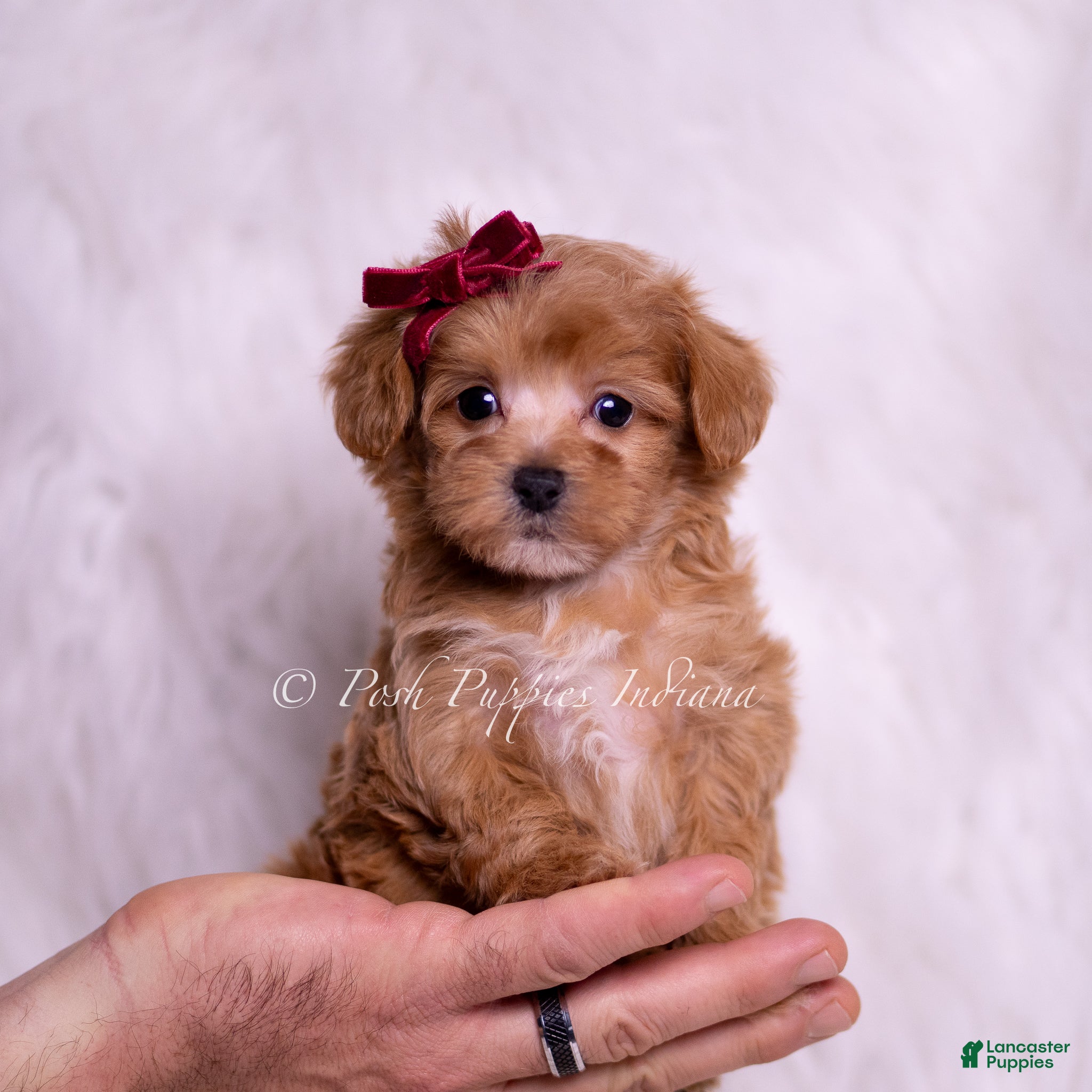 Maltipoo dogs Missy - Ad 7