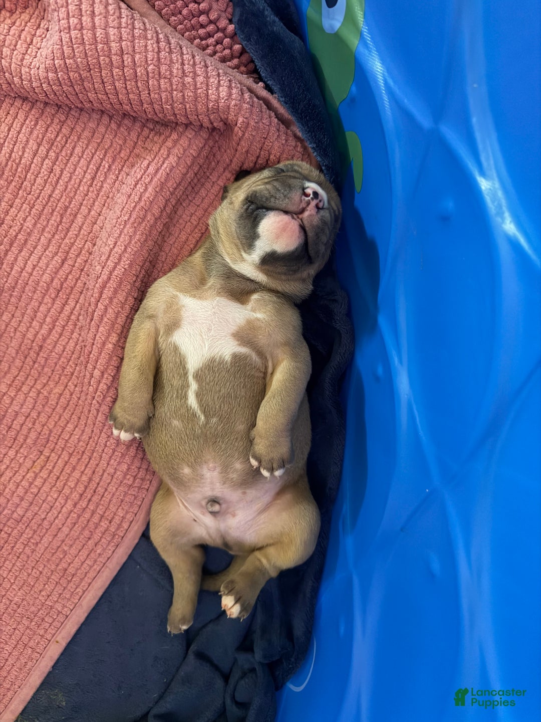 American Bully dogs for stud: Bubbee  - Ad 5