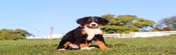 Bernese Mountain Dog dogs for sale: Milo - Ad 3