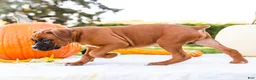 Boxer dogs for sale: Orlando Boxer - Ad 4