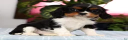 Cavalier King Charles Spaniel dogs for sale: Polly - Ad 6
