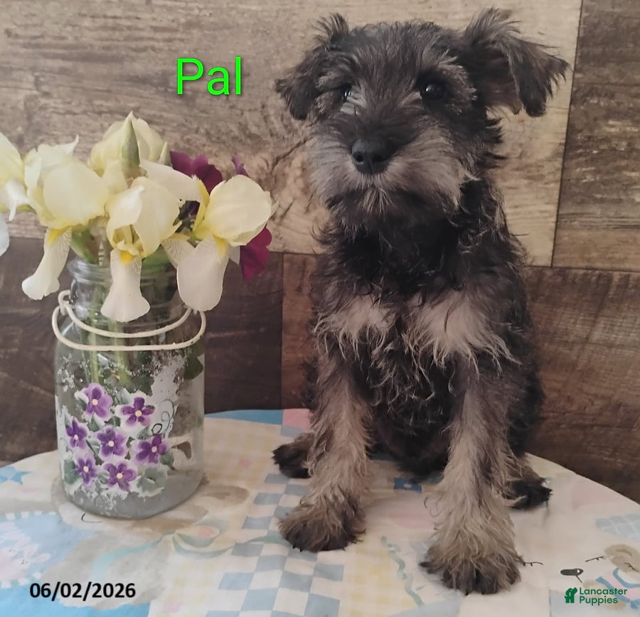 Miniature Schnauzer dogs for sale: Pal - Ad 5