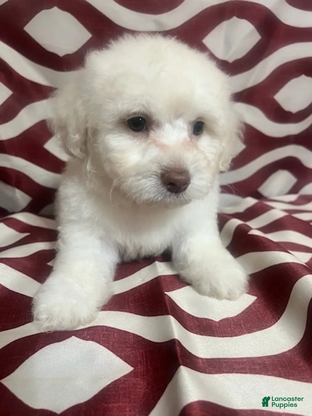 Miniature Poodle dogs for sale: Flash - Ad 2