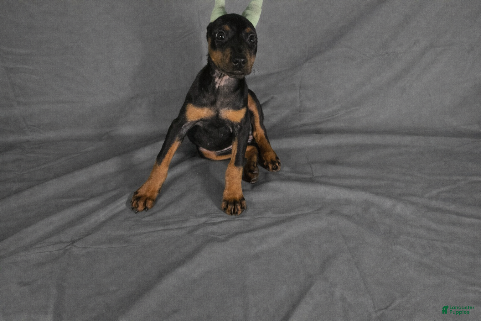Doberman Pinscher dogs Doberman Pinscher Puppy 2 - Ad 2